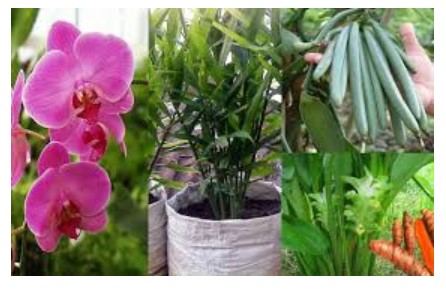 Anggrek (Orchidaceae)