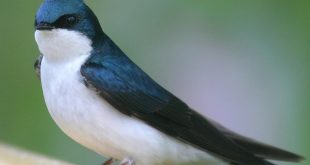 Cara Download Suara Burung Walet Terbaru