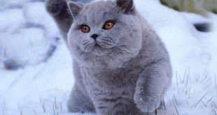 Kucing Russian Blue