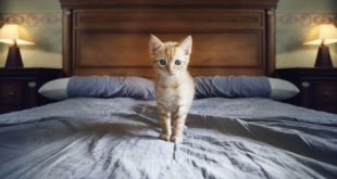 cara membersihkan kasur yang terkena kencing kucing