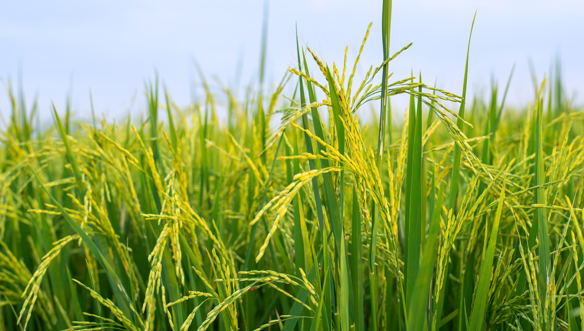 cara merawat padi agar hasil melimpah