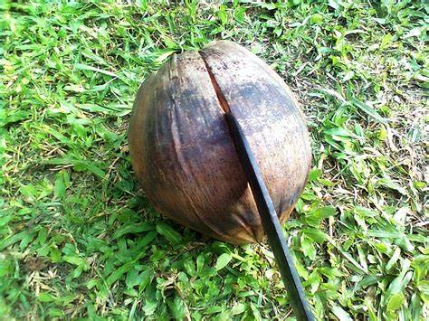 peluang usaha peras santan kelapa