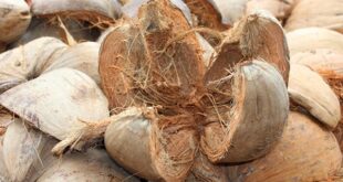 Cara membuat kerajinan dari sabut kelapa yang sederhana