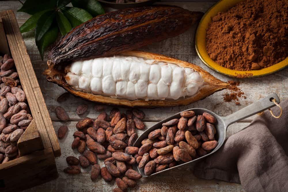cara membuat kakao menjadi coklat