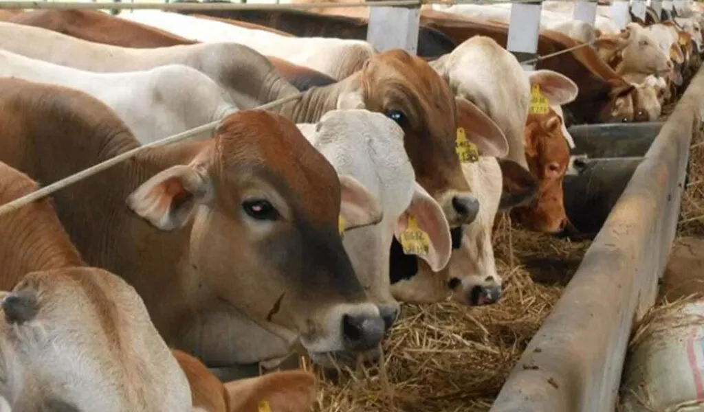 cara merawat anak sapi agar cepat besar